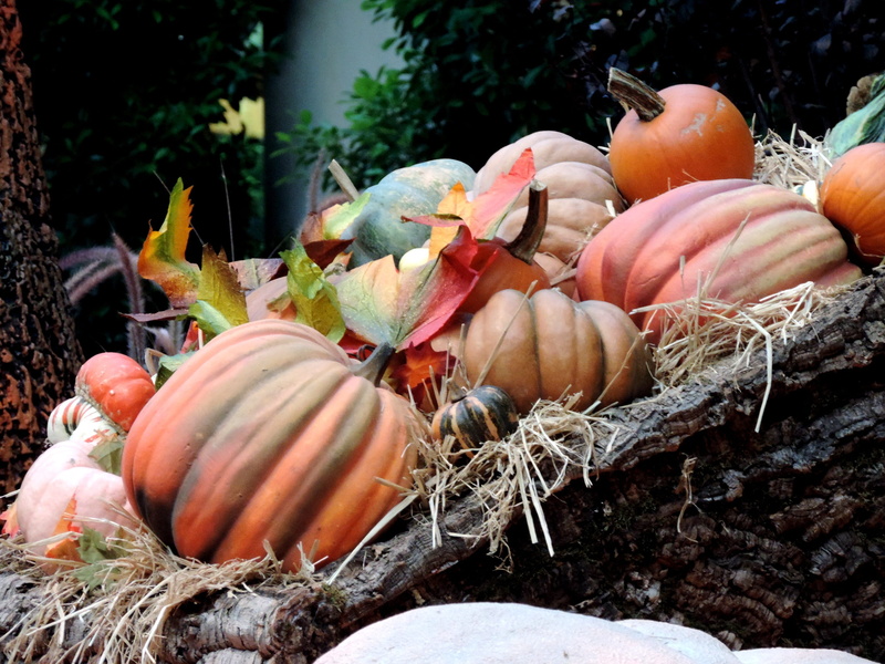vegetable, leaf, food and drink, farmer, no people, fall, pumpkin patch, fall harvest, pumpkin, stem, still life, october, agriculture, food, green, trick