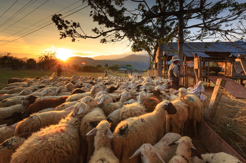animal, natural, page, tree, sheep, sunset, plant, group, flock of sheep, herbivorous, ninh thuan, asia, sun, livestock, neck, men, vertebrate, sky, people