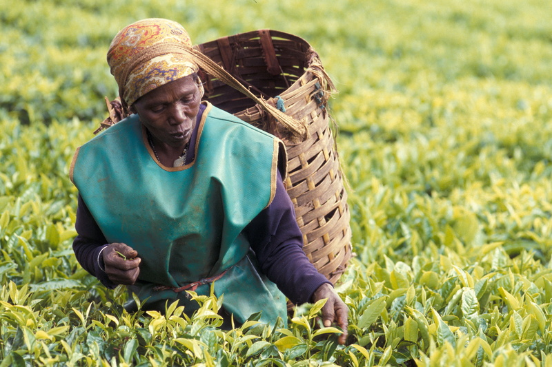 men, agriculture, field, basket, grass, food and drink, tea, farm worker, human, 2K, back, kenya, rural scene, limuru town., harvesting, farm, plucker