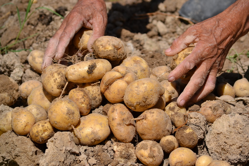farmer, raw potato, organic, gardening, food, freshness, 4K, adult, hand, day, vegetable, holding, potato, human hand, nature, human body part, agriculture