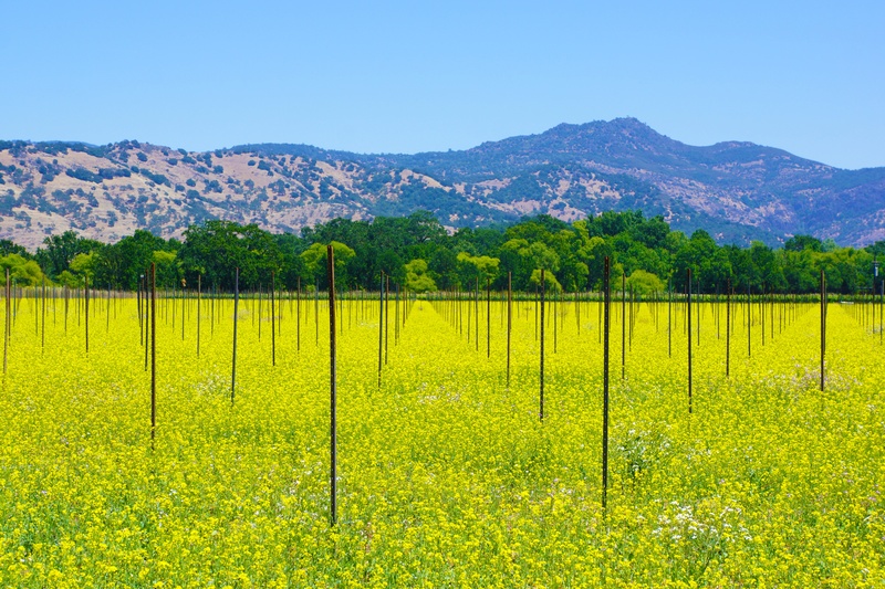 vine, sky, wine, growing, grape, food, yellow, mustard, rural scene, farm, harvest, no people, land, napa valley, nature, northern, outdoors, summer, america