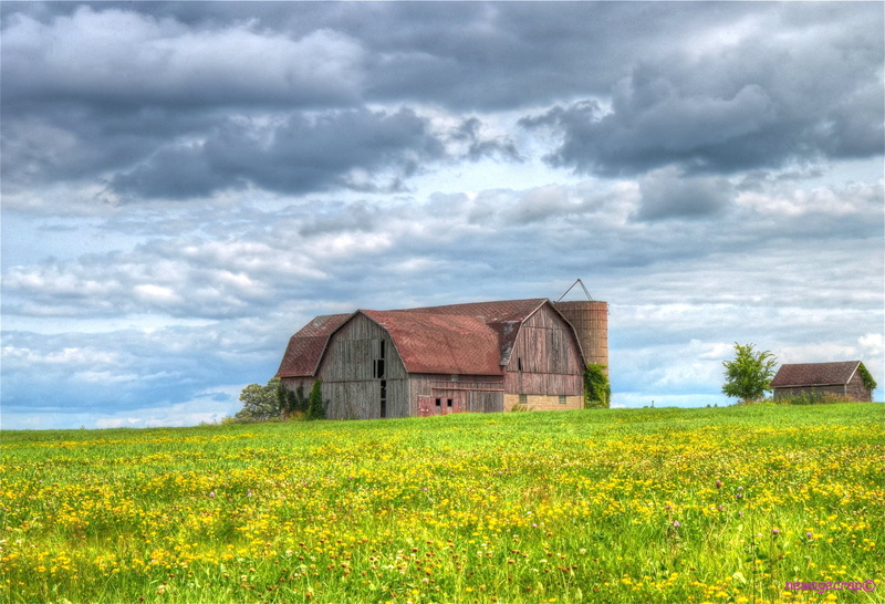 flowering, sky, Midwest, agriculture, Farm, old, Portage County, Photo, Barns, near, daytime, Country, outdoors, Picture, non-Urban Scene, 720P, Barn