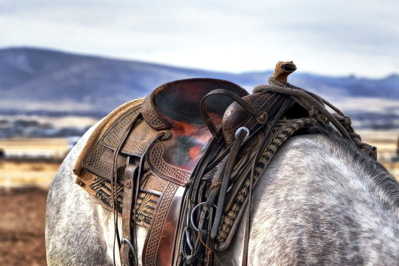 livestock, standing, horse, animal, animal body part, focus on foreground, domestic animals, outdoors, close-up, pets, empty, herbivorous, 2K, cloud - sky
