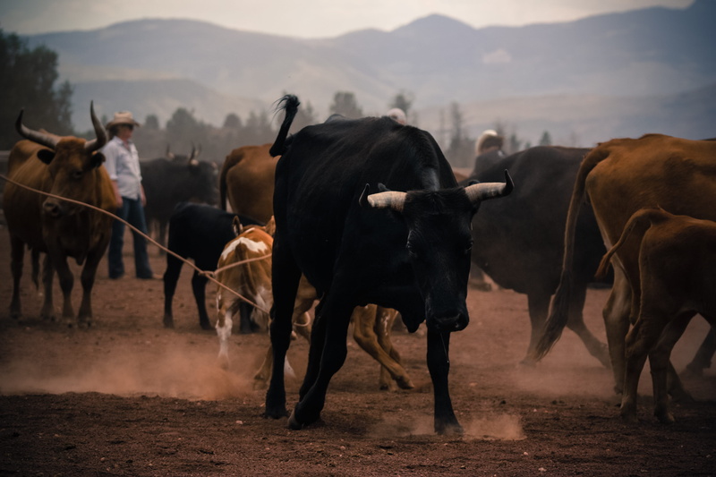 rural scene, bull, brown, cowboy, bulls, rancher, ranch, mammal, vertebrate, group of animals, pets, 4K, herd, nature, dirt, land, sand, domestic animals