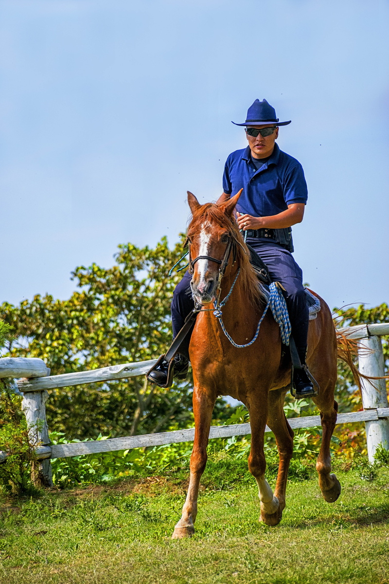 animal wildlife, fauna, field, riding, outdoors, one person, mount, horseshoe, animals, ranch, herbivorous, full length, horse, horseback Riding, livestock