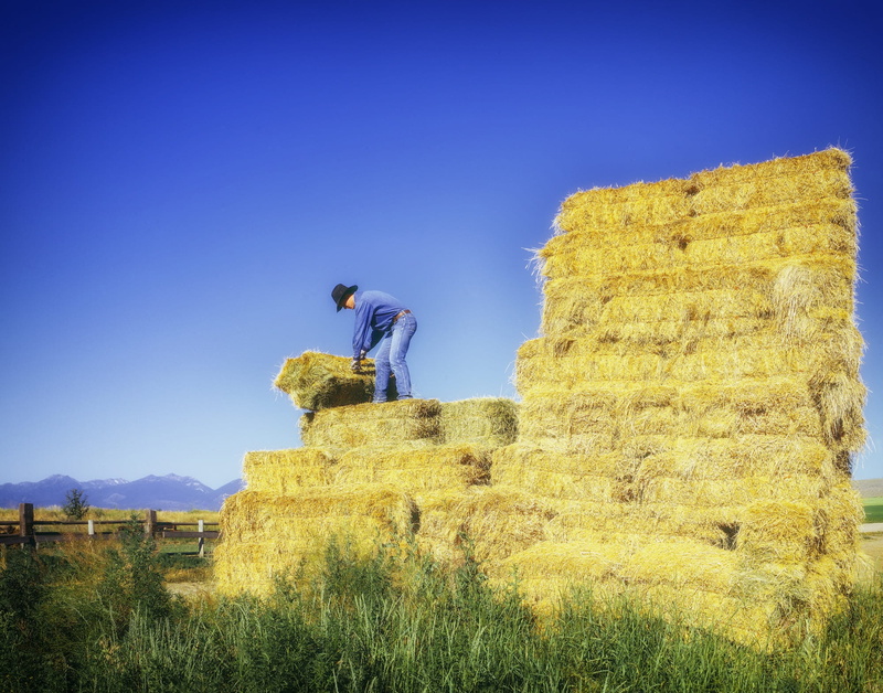 countryside, standing, outside, rural, outdoors, working, oregon, stack, adult, straw, top, men, nature, agriculture, farm, man, one person, land, landscape