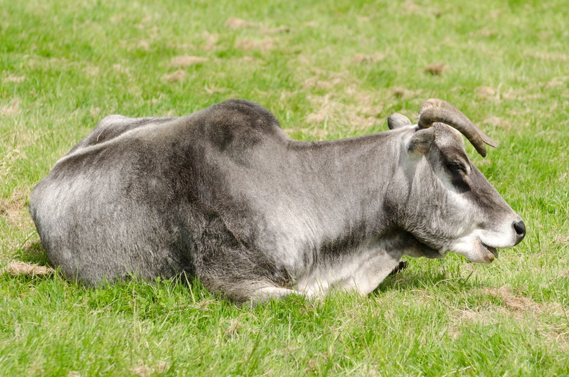 4K, pasture, pets, day, vertebrate, animal wildlife, cut, organic, beef, farm, nature, field, deforestation, animal, Destruction, domestic animals, dairy