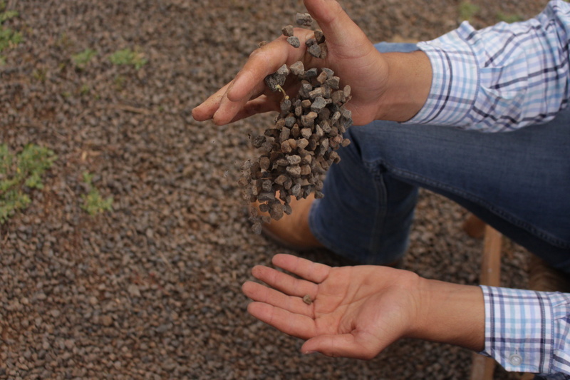 food and drink, adult, Ranch, nature, food, care, mexico, healthy eating, Frozen, jeans, gardening, rocks, human hand, community garden, dirt, cowboy, 5K