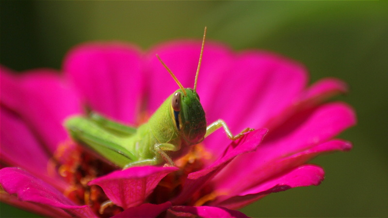 plant, selective, animal, insect, juvenile, Locust, focus, Japan, 蝗, green, photography, close-up, flower, selective focus, Grasshopper, 4K, nature, autumn