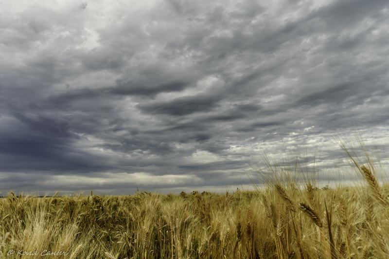 farm, sky, 5K, stratus, cereal Plant, growth, field, yellow, grass, crop, brown, cloud - Sky, outdoors, wheat, nature, ripe, food, clouds, rural Scene