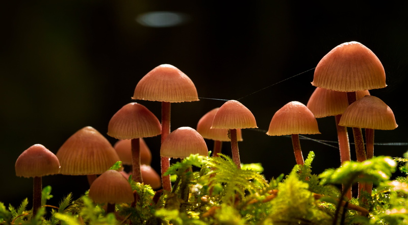 autumn, brown, grasses, scarlet, nature, helmet, group, photo, black, green, season, night, fairy, troops, jpg, plant, forest, fungus, background, moss