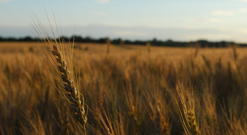 nature, and Proud, farm, crop, focus, field  farm, wheat field, wheat, seed, cereal Plant, photography, outdoors, 4K, agriculture, depth, depth of field