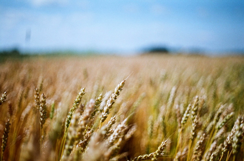 farm, Saskatchewan, fall, depth of field, plant, seed, photography, shallow, field, rural Scene, 35mm, growth, harvest, summer, crop, 2K, YXE, landscape