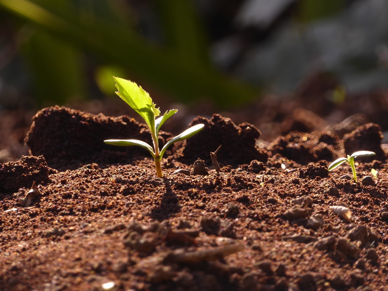 beginnings, Sprout, plantation, day, growth, no people, outdoors, plant, spring young leaves, mud, green color, land, new life, nature, selective focus