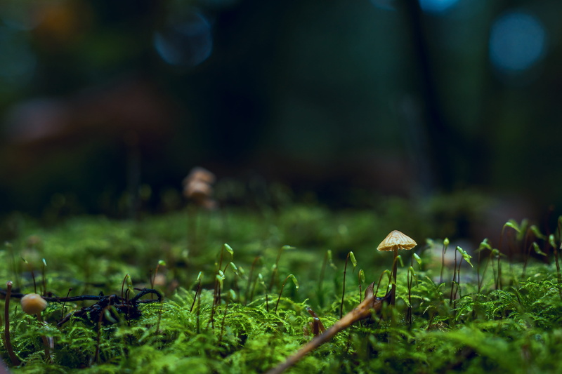 fungus, grass, nature, day, land, toadstool, green, little, plant, shallow, fragility, field, moss, selective focus, vulnerability, yellow, garden, growth