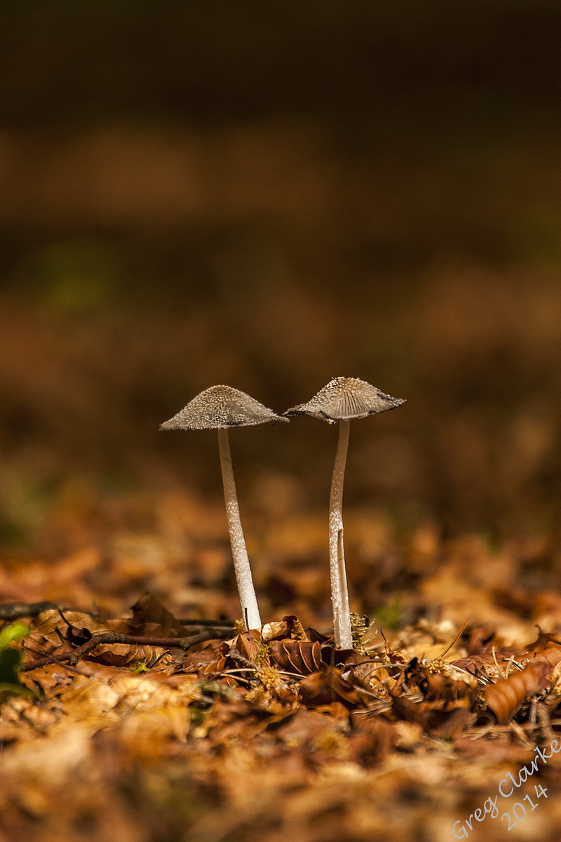 lis, forest, forest floor, close-up, Inishowen, na, autumn, two, Ireland, fungus, 1080P, mushrooms, growth, season, fungi, toadstool, leaf, mushroom, gra