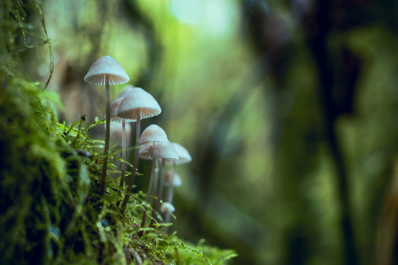 HD, plant, fungus, shallow, nature, blur, photography, nature photography, depth of field, focus, vulnerability, environment, selective focus