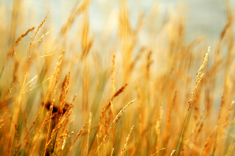 summer, focus, 2K, field, crop, growth, Lake Superior, plant, yellow, gold Colored, close-up, outdoors, grass, farm, mink, Ontario, nature, fall, photography
