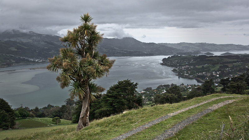 cloud - sky, cabbage tree, landscape, 5K, grey, dunedin, green color, plant, day, non-urban scene, outdoors, no people, macandrew bay, tranquility, otago peninsula
