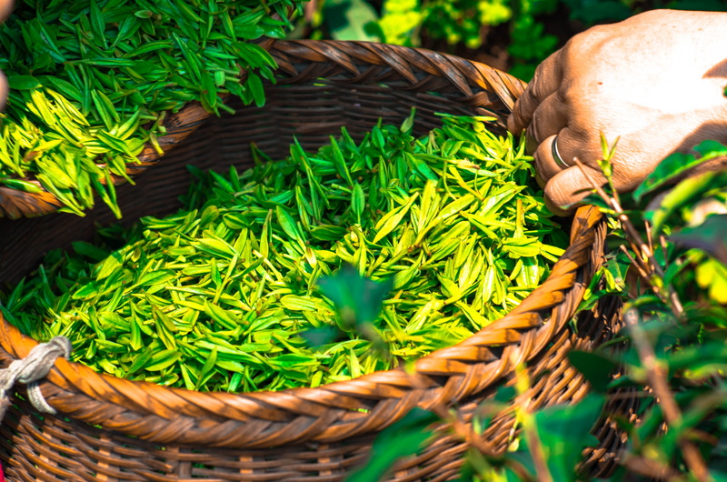 close-up, leaf, yellow, animal, grass, nature, china, green, organic, 4K, plant, herbal, domestic animals, animal themes, container, basket, tea leaves