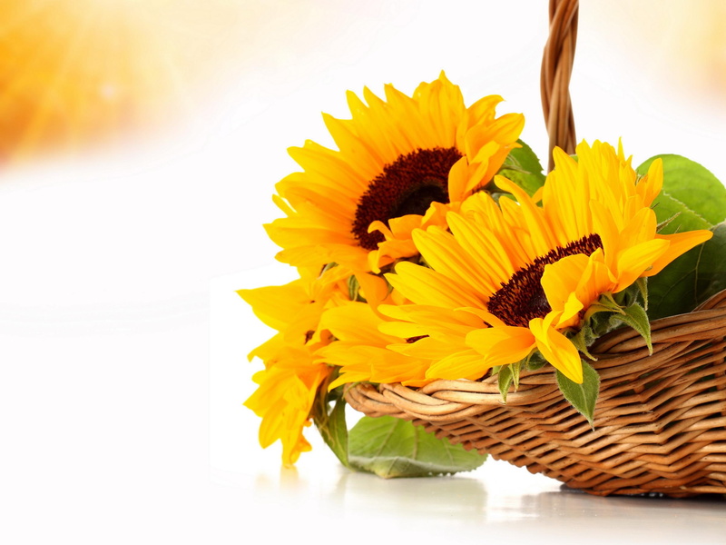 wicker, basket, life, hd, flowers, sunflowers, orange, 2K