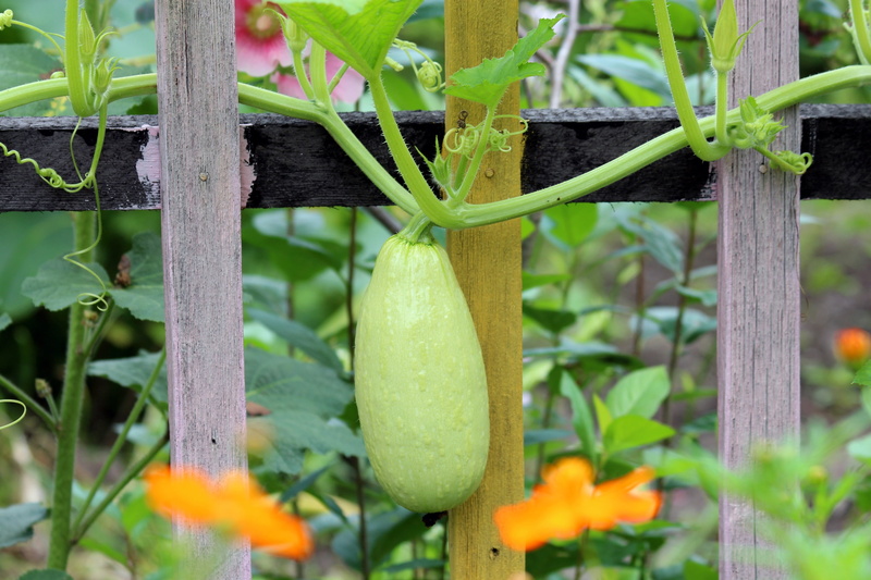 focus, selective, food and drink, lash, wood, focus on foreground, zucchini, bottle, plant, freshness, organic, dacha, gourd, leaf, growth, boundary, agriculture