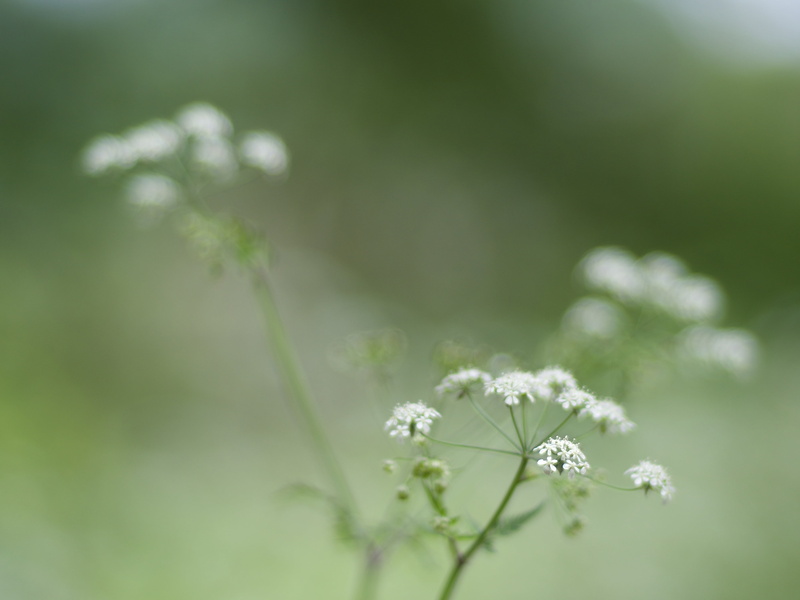 4K, blur, parsley, plant, Zeiss Planar, flowers, bokeh, flower, Queen Annes Lace, springtime, nature, mount, petaled, spring, summer, Anthriscus sylvestris