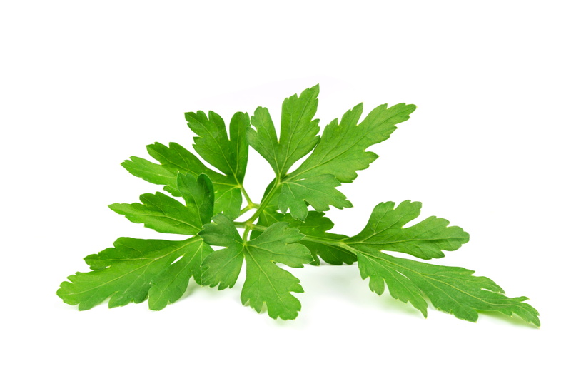 green color, garden, spice, herbal medicine, agriculture, closeup, vegetation, vegetables, culinary specialization, vitamins, tasty, mint leaf - culinary