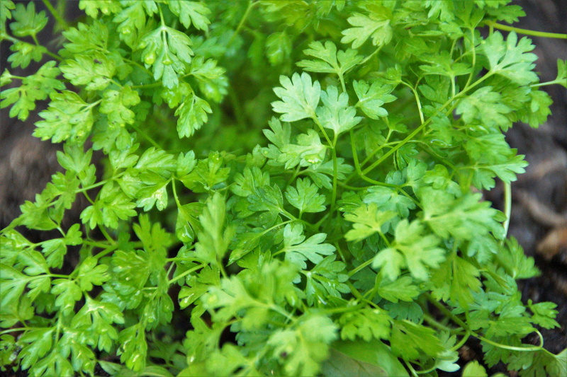 aromatic, plant, chervil, spices, kitchen, 5K, parsley, bed, beauty in nature, freshness, wellbeing, food, close-up, plant part, cooking, vegetable, nature