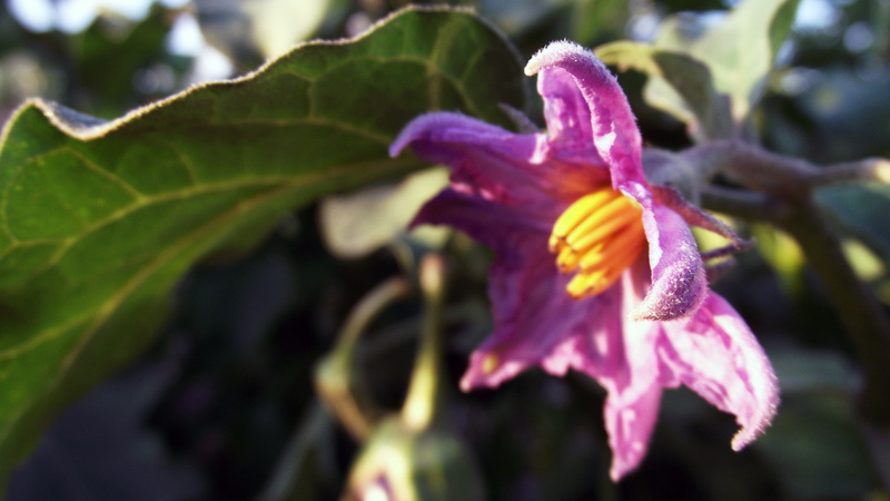 plant, macro, focus on foreground, outdoors, close-up, fragility, plant part, purple, nature, 4K, selective focus, soft focus, vulnerability, leaf, springtime