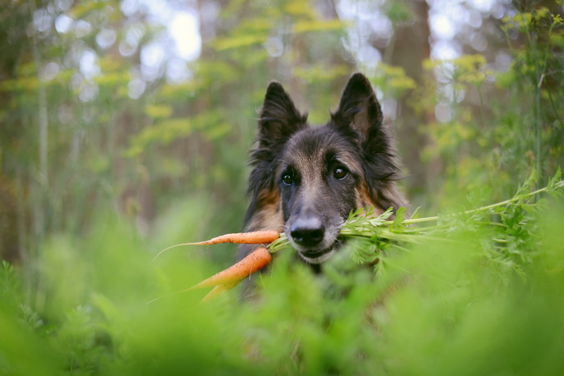 border collie, portrait, german shepherd, animal head, outdoors, 2K, domestic, dog, animal, animals, looking at camera, animal body part, nature, land