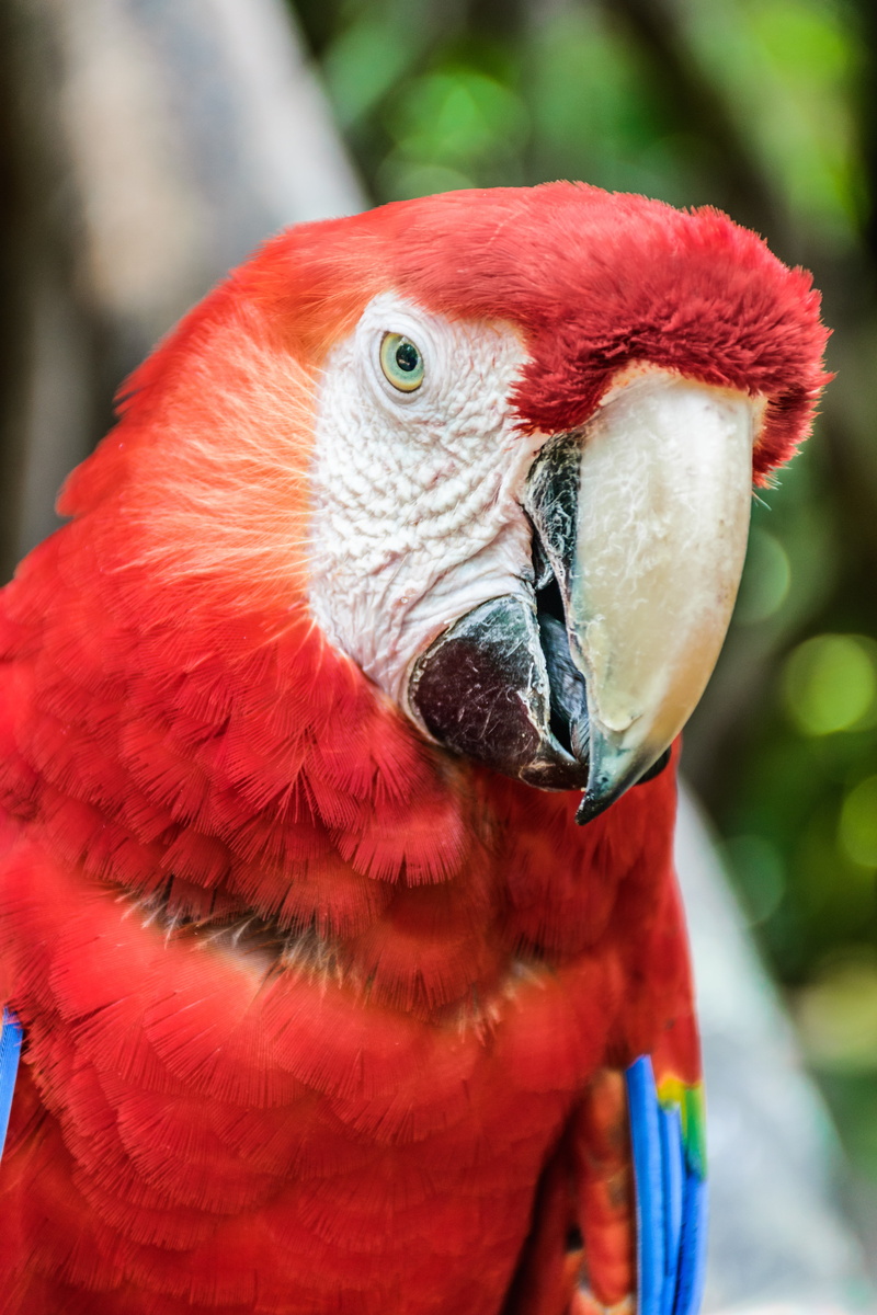 day, scarlet macaw, feather, 5K, animal wildlife, forest, vertebrate, animal, focus on foreground, fauna, close-up, red feathers, bird of paradise, animals in the wild