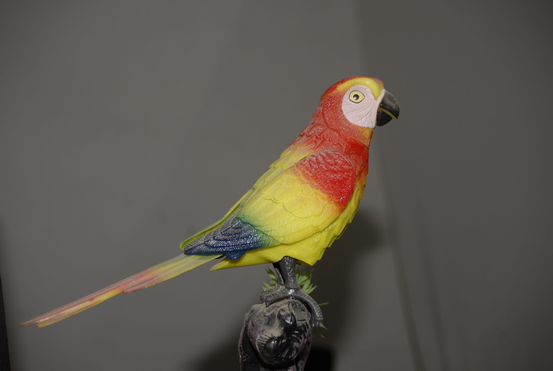gray, animal, yellow, no people, indoors, studio shot, beak, 4K, one animal, animal head, parakeet, bird, parrot, animals in the wild, black background