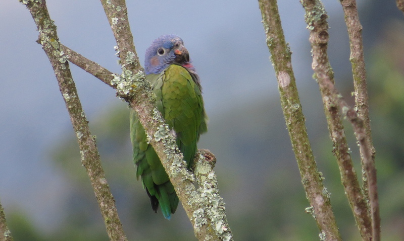 animal themes, day, close-up, birds, beauty in nature, one animal, outdoors, animal, wild life, green color, perico, focus on foreground, plant, perching