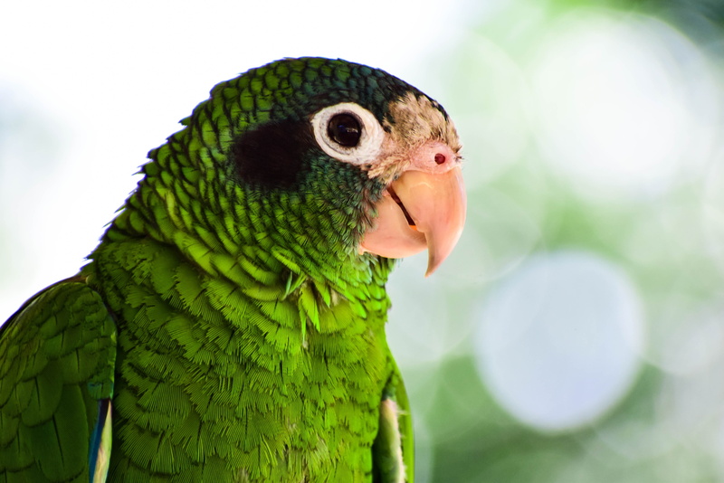 plumage, pets, animal wildlife, close-up, bird, mouth open, outdoors, parakeet, perico, domestic, beak, green color, focus on foreground, no people, colorful