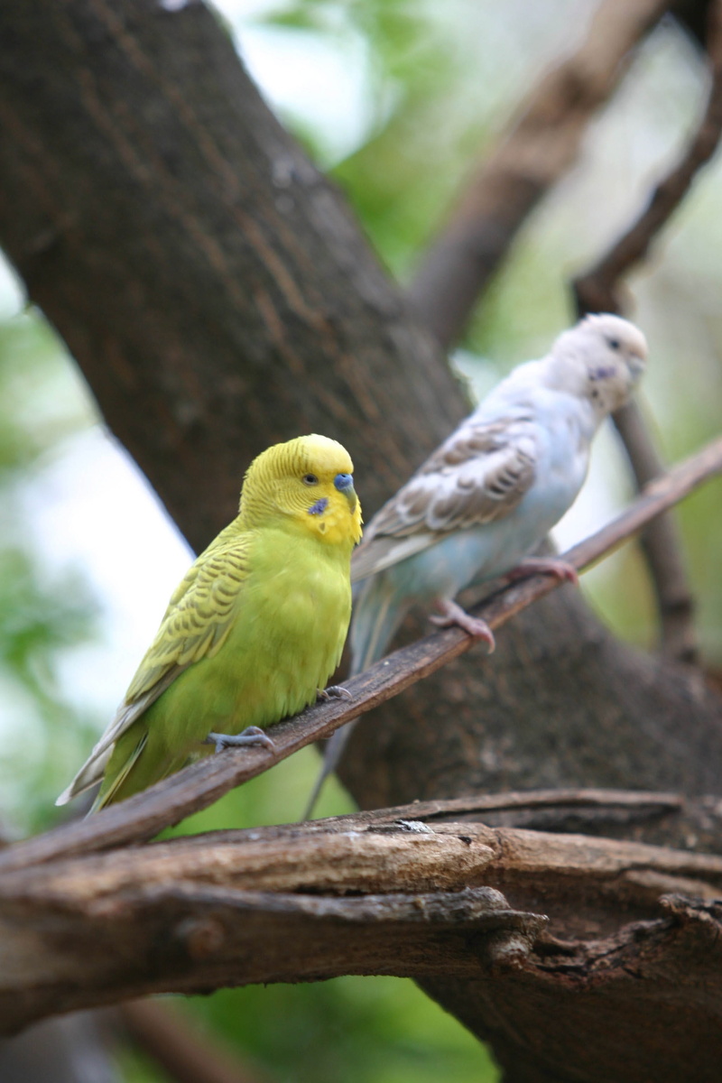 one animal, outdoors, feathers, focus on foreground, no people, plant, parakeet, budgerigar, perching, animal themes, 2K, branch, parrots, nature, animal wildlife