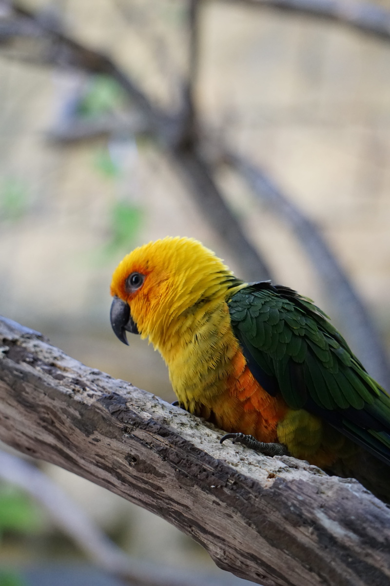 wood - material, perico, tree, no people, green, rainbow lorikeet, plumage, colorful, outdoors, bird, animal themes, one animal, zoo, perching, pen, birds
