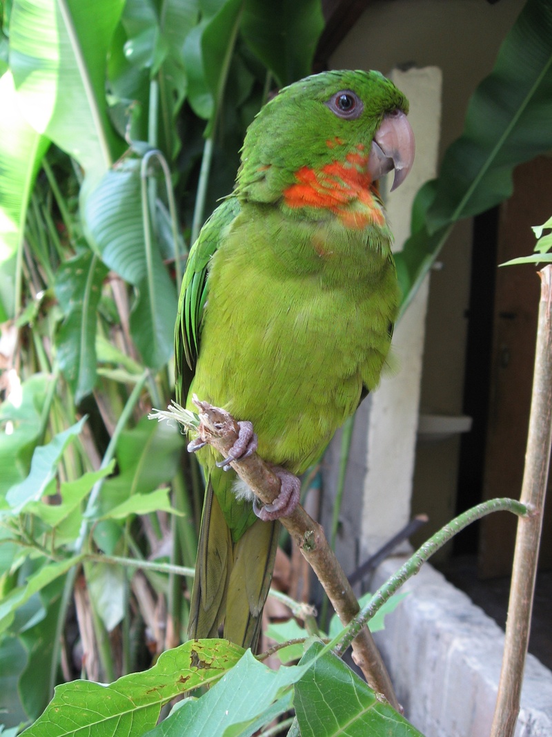 parrot, perico, leaf, no people, tree, animal wildlife, focus on foreground, 2K, rainbow lorikeet, green color, animal, close-up, nature, copan, vertebrate