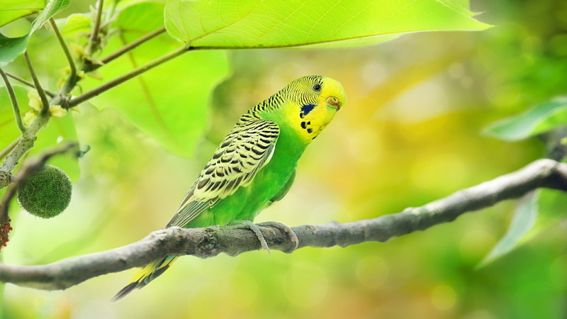 nature, perching, animal, tree, parakeet, bird, green color, vertebrate, one animal, day, perico, 1080P, animals in the wild, branch, outdoors, beauty in nature