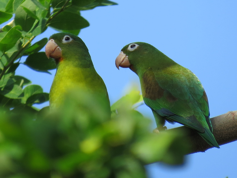 jungle, togetherness, group of animals, perico, plant part, color, animals in the wild, parrot, sky, green color, exotic bird, bird, blue, two animals