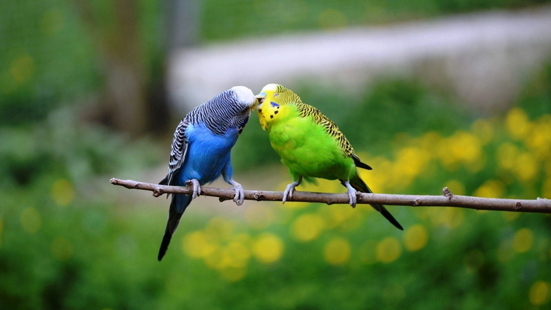 Budgerigar, Animal, Bird, Birds, Kiss, Parakeet, Budgie, 720P