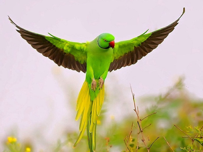 tropical bird, animal wing, bird, animal body part, photo, animals in the wild, plant, animal wildlife, hd, 720P, outdoors, flying, spread wings