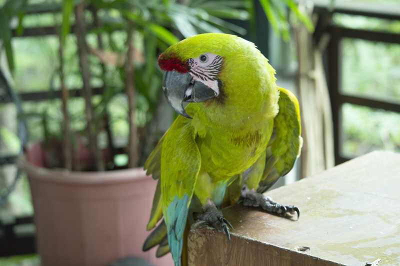 day, ecuador, vertebrate, outdoors, feather, bird, no people, lora, parrot, jungle, ave, tropical, beauty in nature, focus on foreground, close-up, animal themes