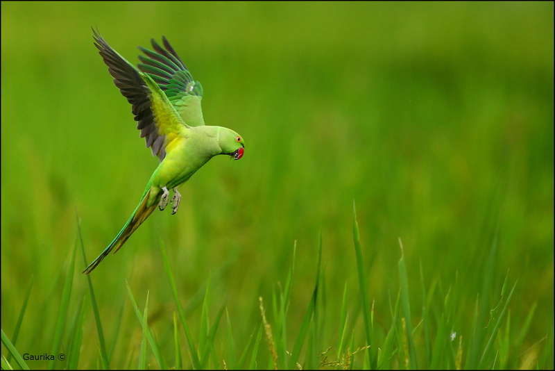 beak, Sri Lanka, animal Wing, green grass, animal, 720P, green parakeet, grass, green, ringed, near, flying, wildlife, Rose-ringed parakeet, rose, bird