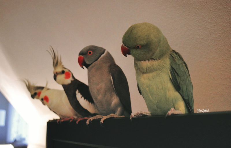 Cockatiel, pets, animals, Indian ringneck, Parakeet, birds, parrot, 1080P
