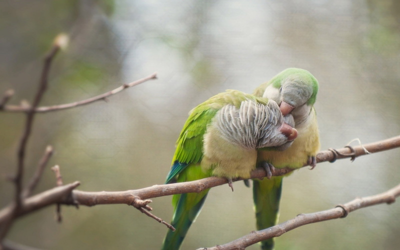plant, 720P, bird, beauty in nature, parrot, animal wildlife, vertebrate, birds, no people, parakeet, focus on foreground, animal, tree, branch, one animal