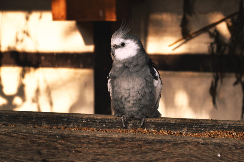 vertebrate, australia, animal wildlife, cockatiel, portrait, day, full length, parakeet, no people, bird, looking, close-up, one animal, grey, pets, animal