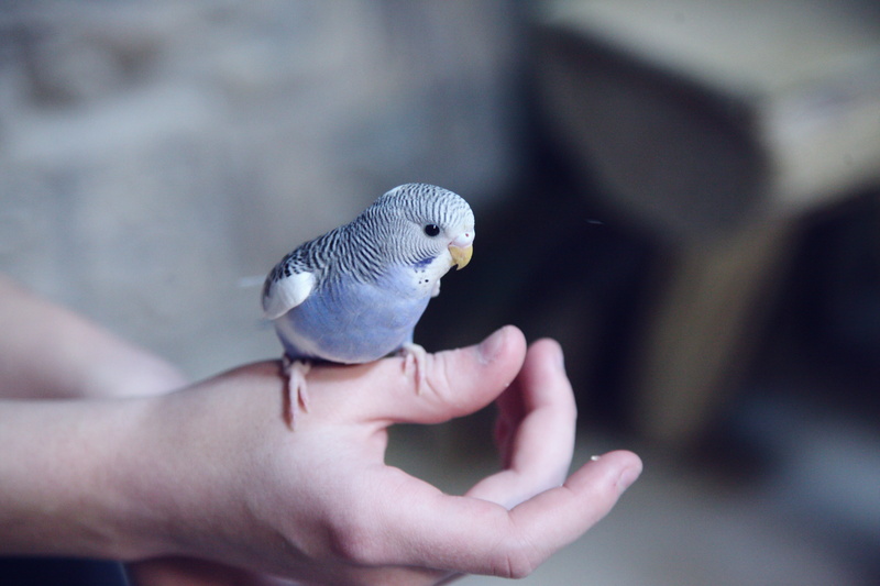 one person, holding, one animal, focus on foreground, person, animal wildlife, pigeon, friendly, human hand, perching, animals in the wild, small, dove