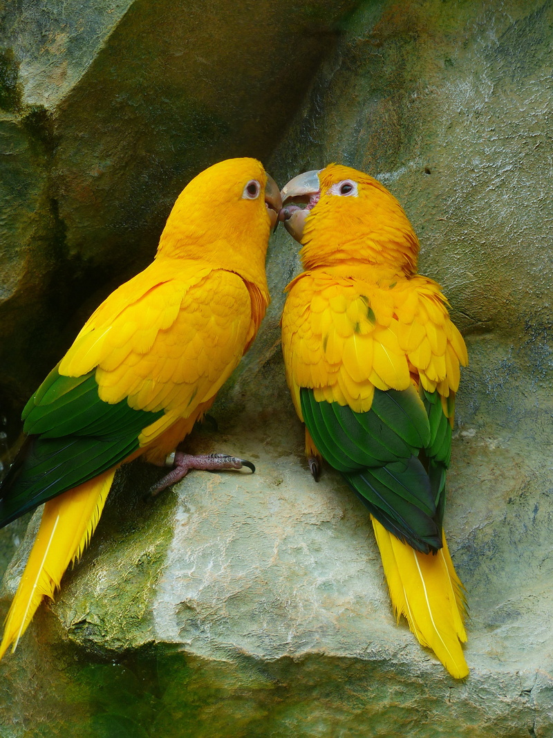 couple, parrots, birds, bird couple, psittaciformes, two animals, colorful, nature, animal, parakeet, parakeets, love, no people, beauty in nature, real parrotshop