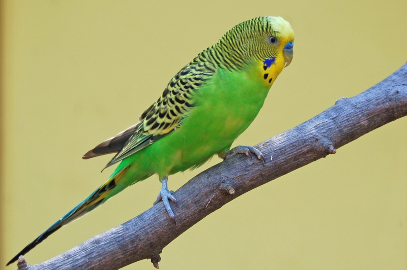 plant, Budgie, animal themes, 53, animal wildlife, bird, 2K, outdoors, parrot, animals in the wild, animal, focus on foreground, nature, one animal, no people